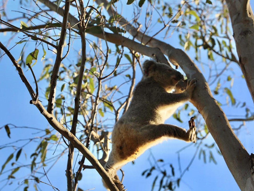 Ein undatiertes Bild zeigt ein Koala-Jungtier namens Raine im Somerset Sanctuary.