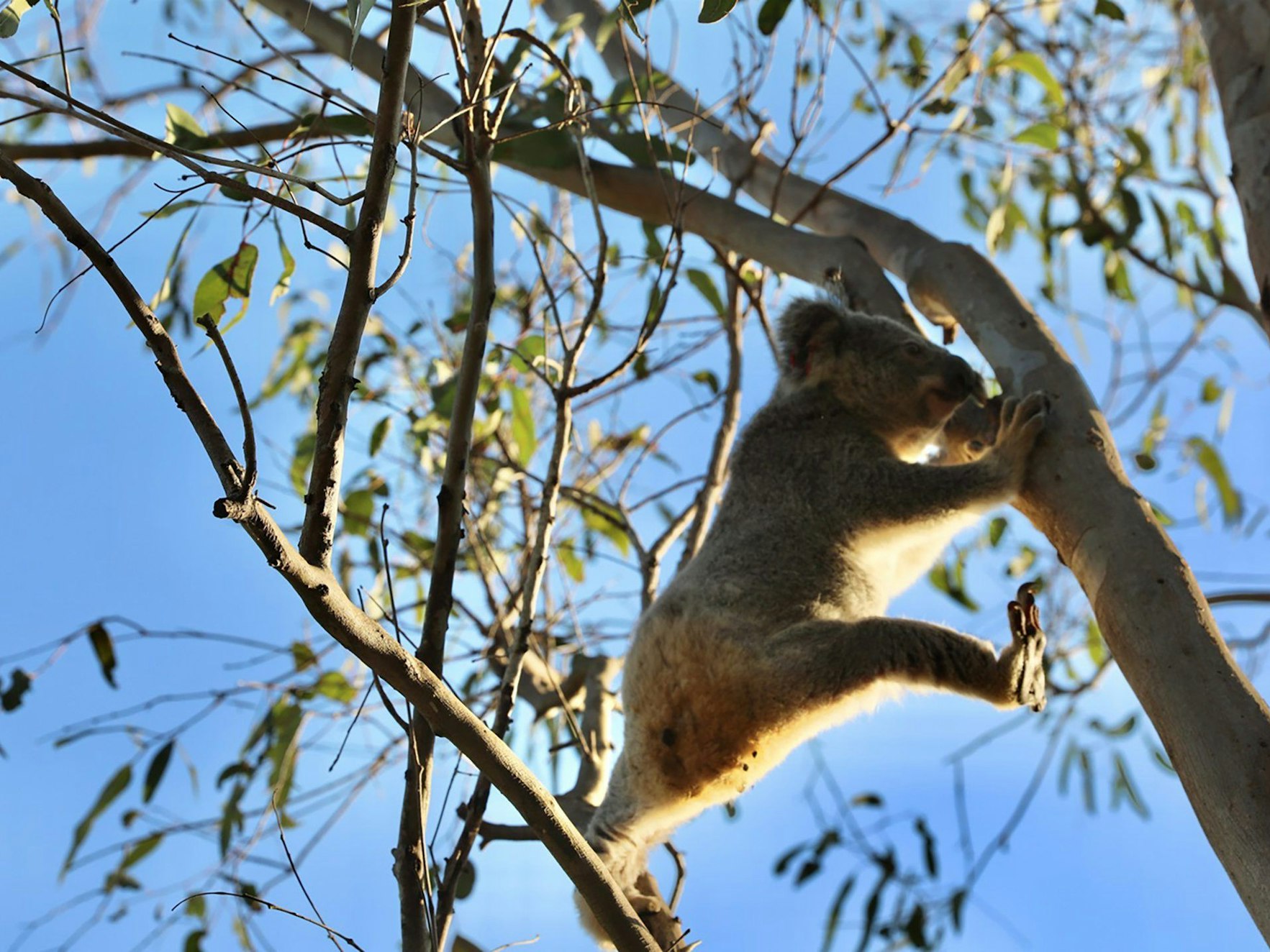 Ein undatiertes Bild zeigt ein Koala-Jungtier namens Raine im Somerset Sanctuary.