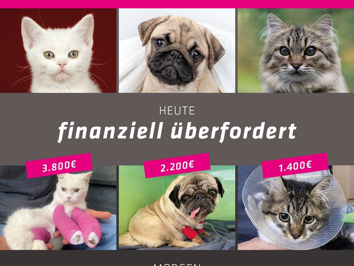 Kampagne des Tierheims Bergheim mit Mops und zwei Katzen.