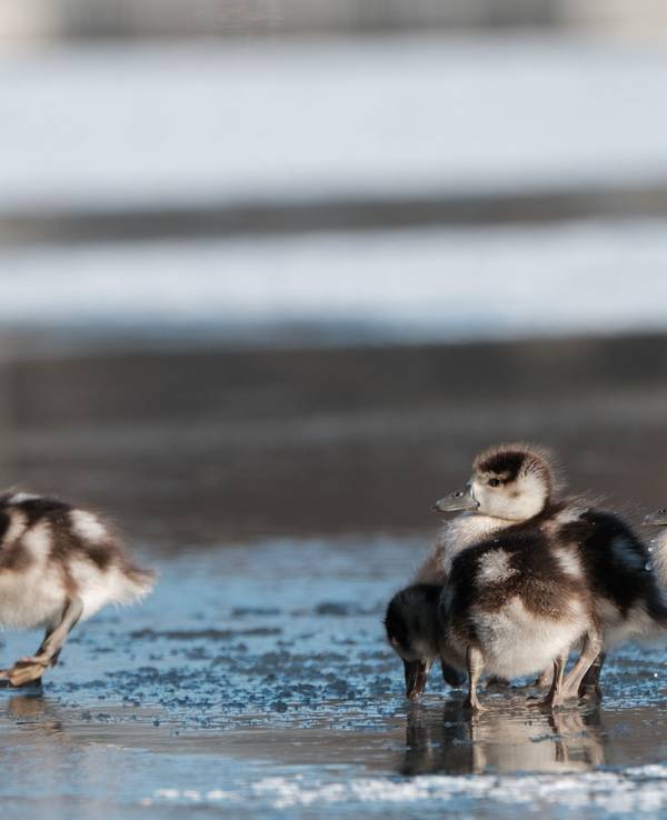 Enten watscheln an einem teilweise gefrorenen See entlang.
