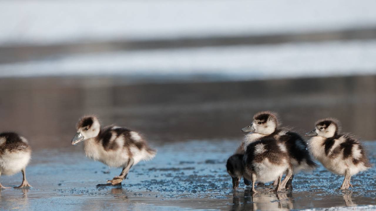 Enten watscheln an einem teilweise gefrorenen See entlang.