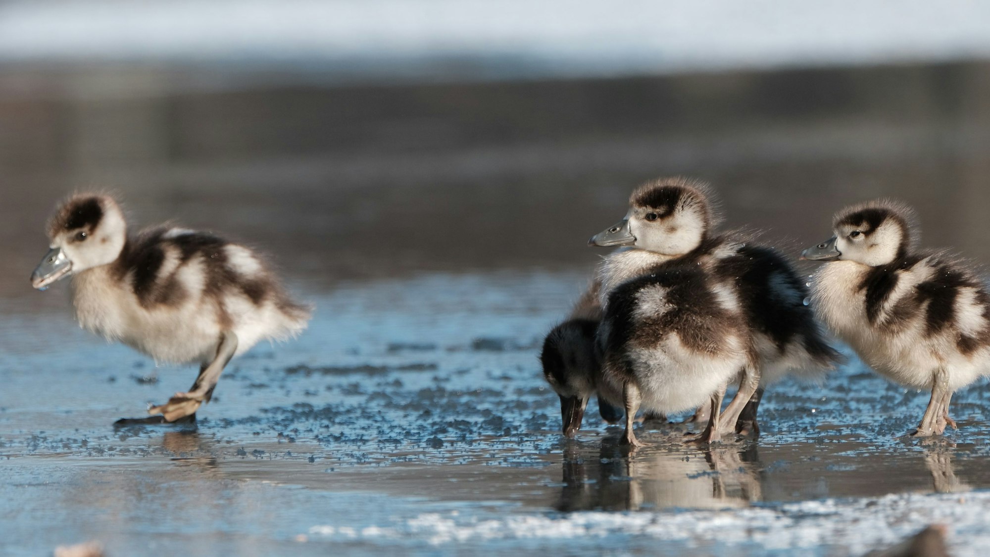 Enten watscheln an einem teilweise gefrorenen See entlang.