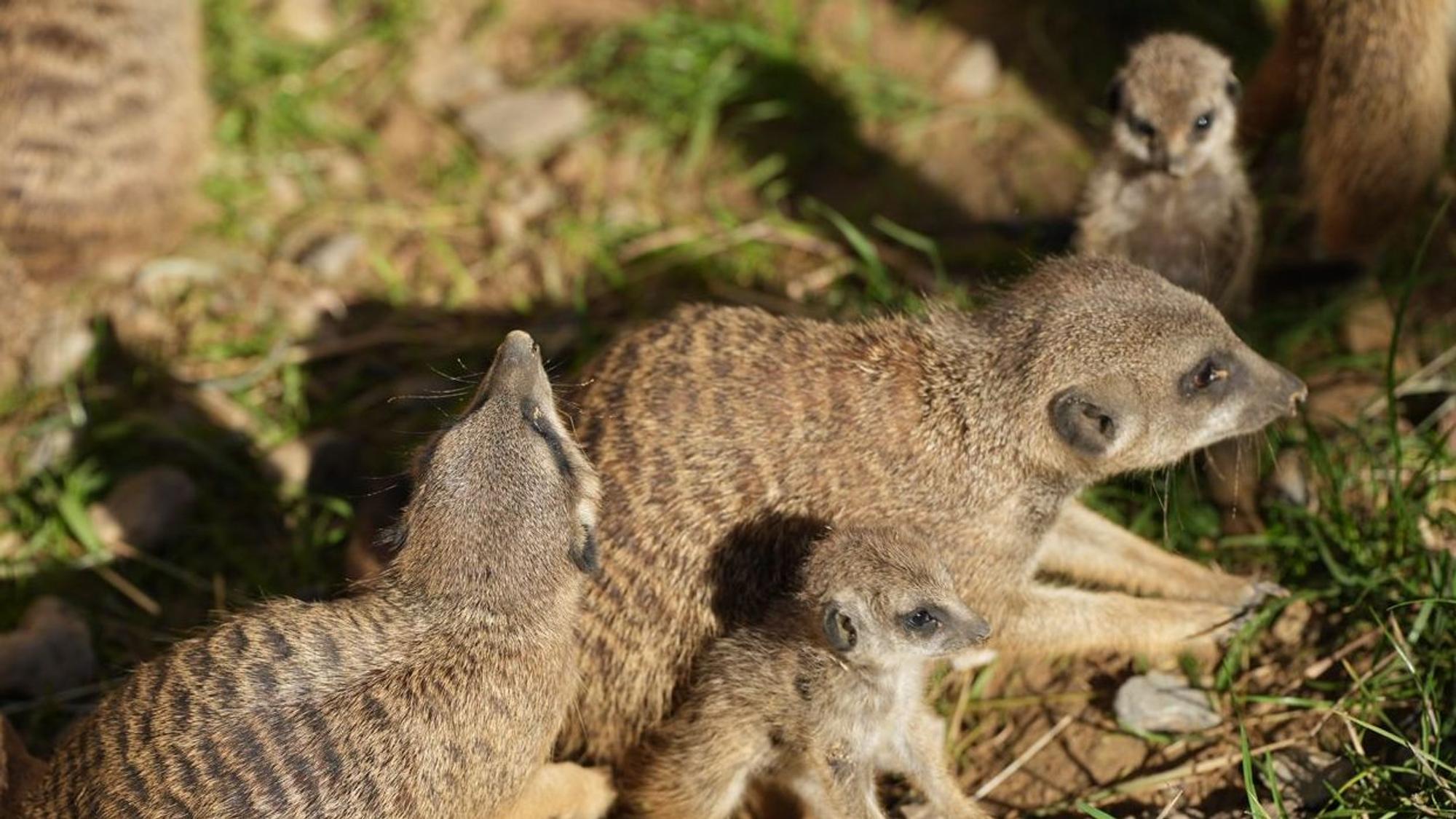 Vier neue Edmännchen sind im Kölner Zoo zu bestaunen.