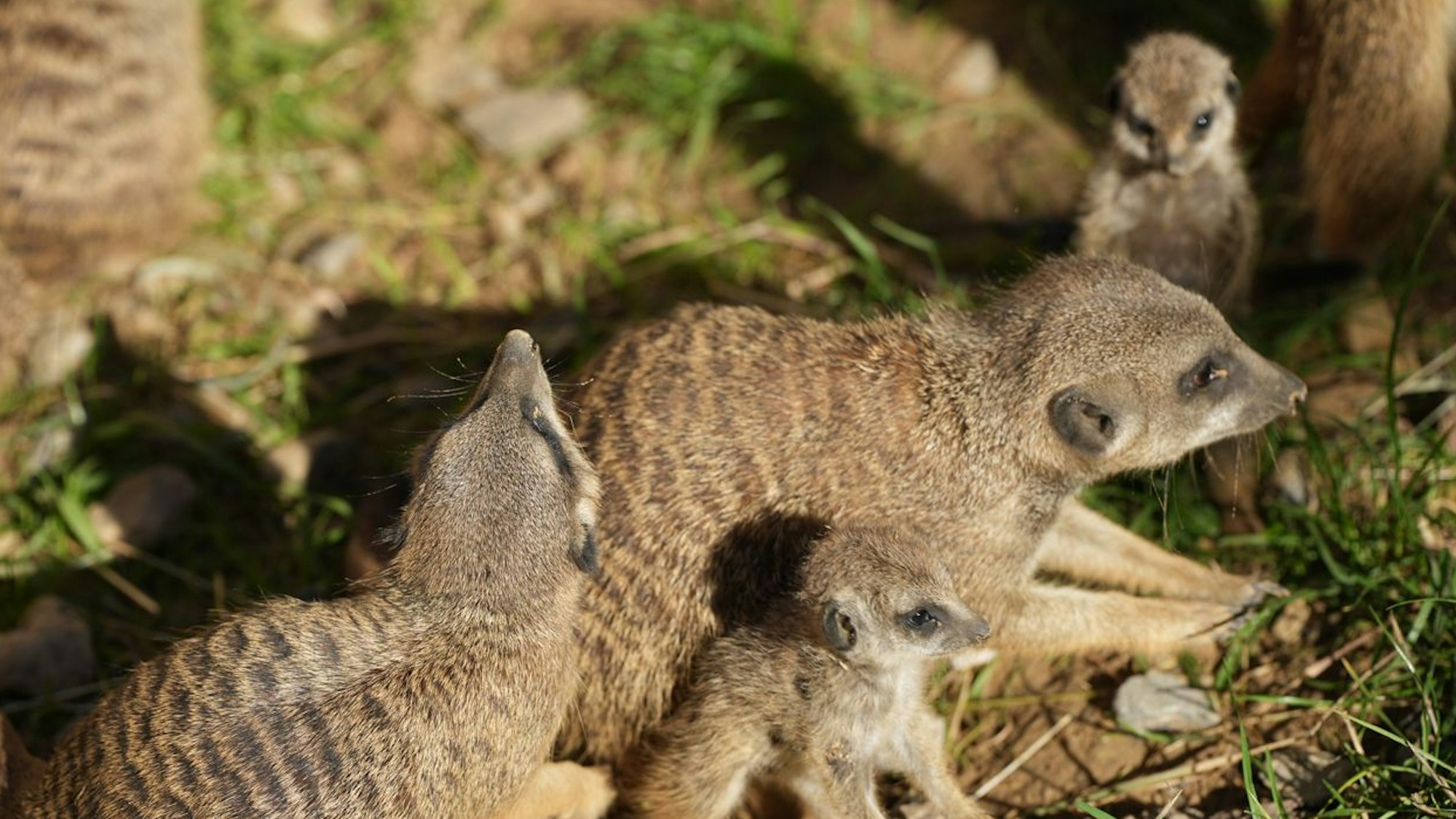 Vier neue Edmännchen sind im Kölner Zoo zu bestaunen.