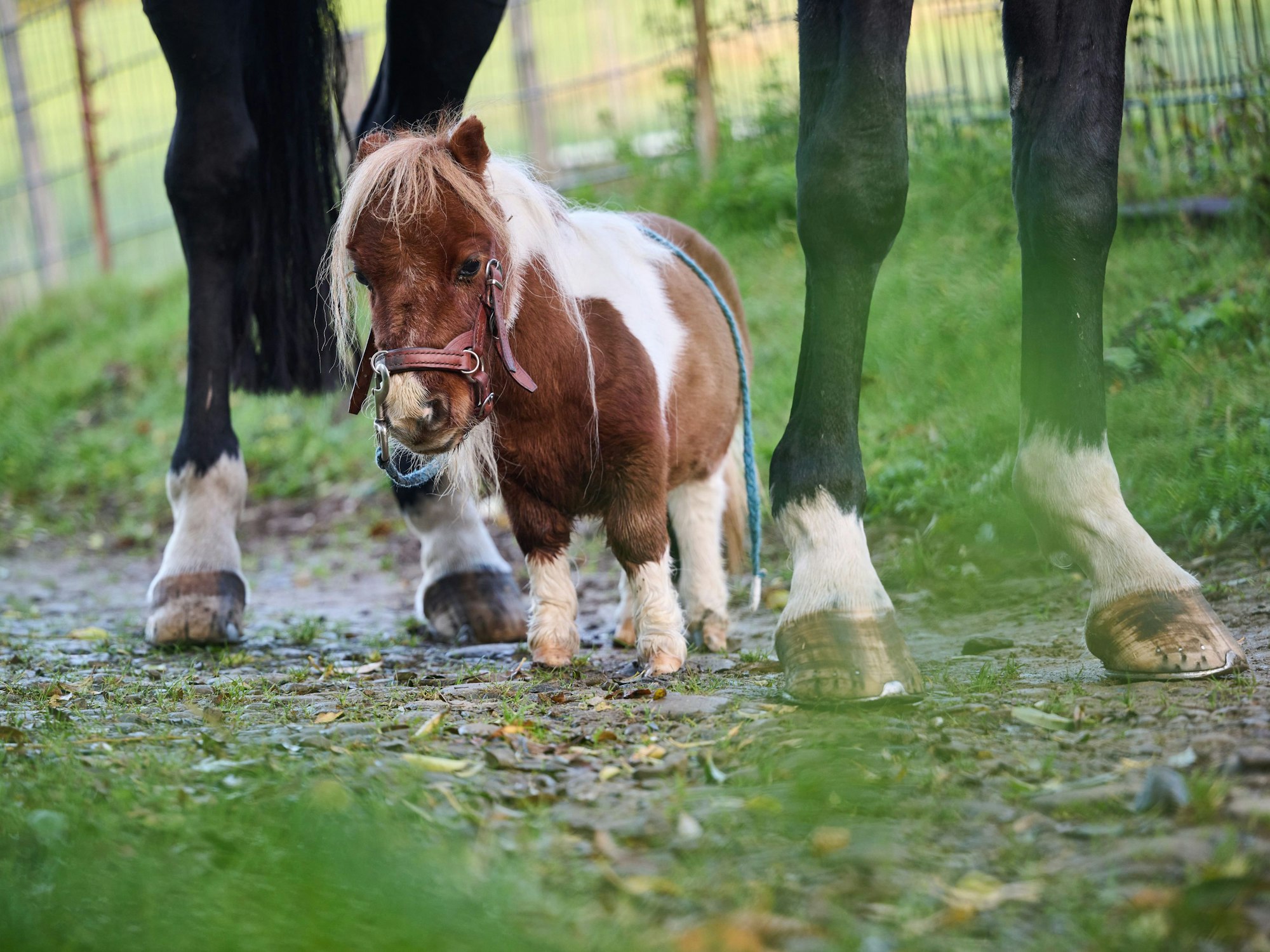 Shetland-Pony Pumuckel steht zwischen den Hufen von Wallach Ron-Sheer