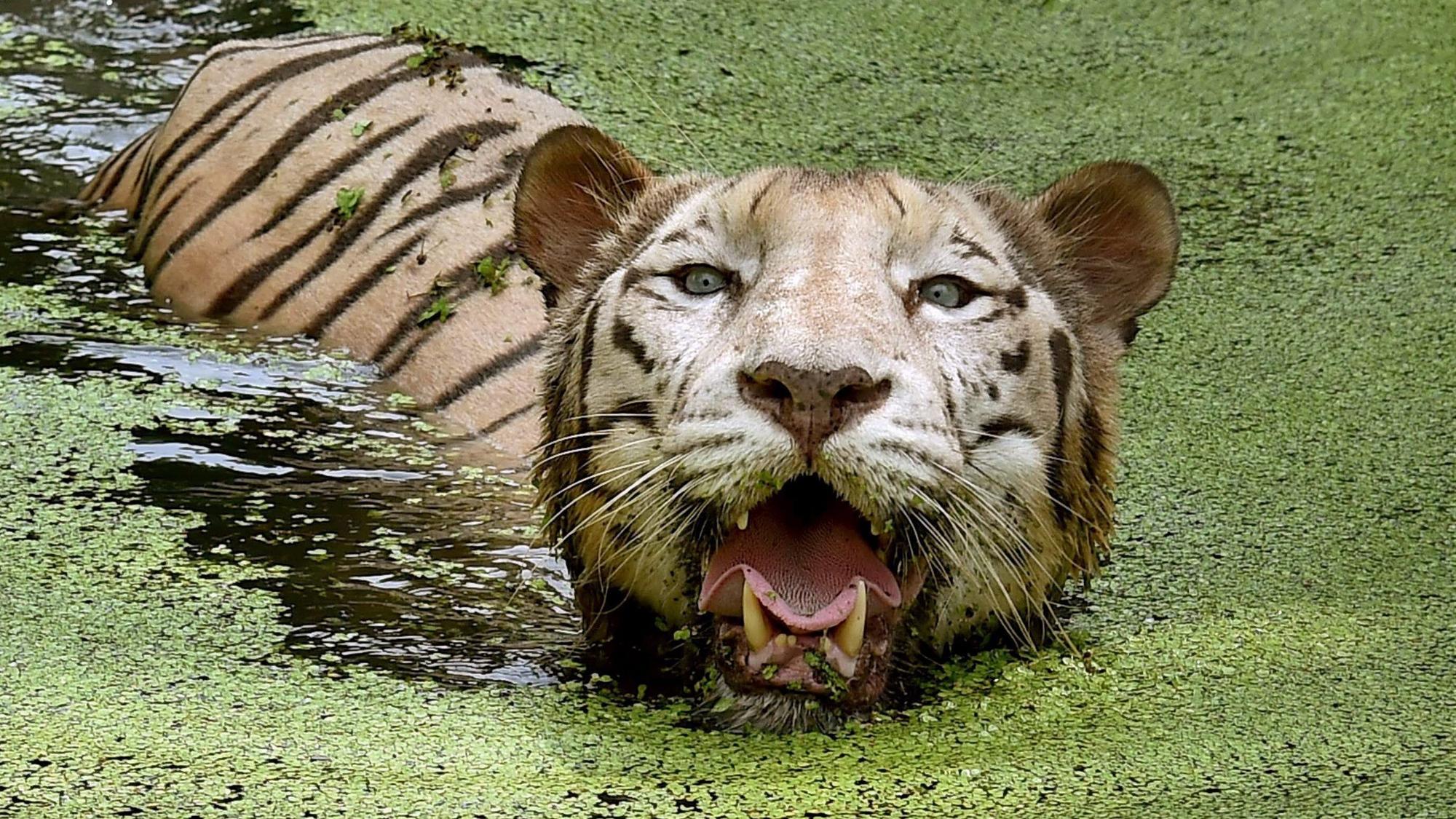 Ein Tiger schwimmt im Alipore Zoological Garden in Kolkata (Indien) durch einen Teich in seinem Gehege.