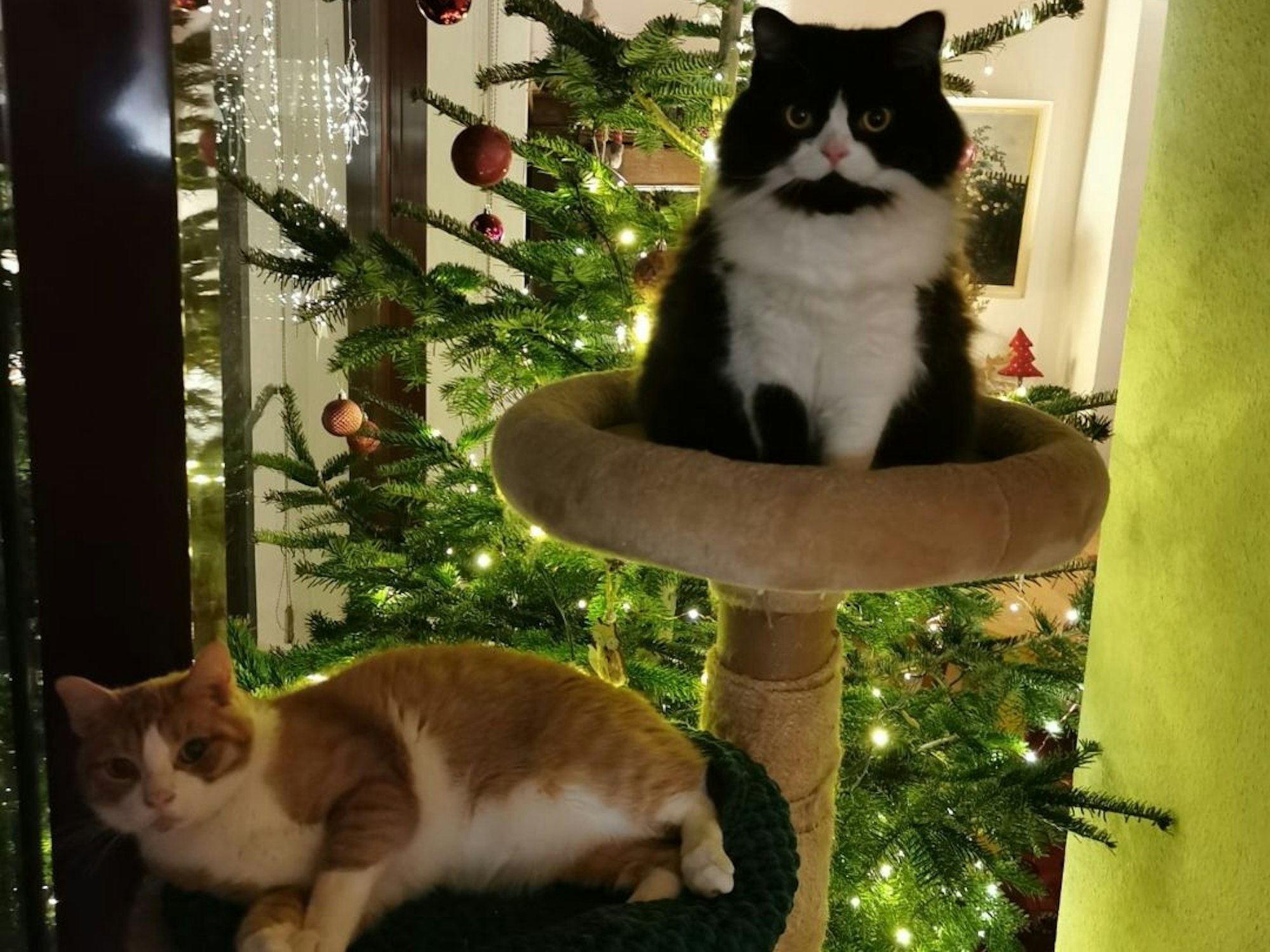 Kleo und weitere Katze sitzen auf einem Kratzbaum.
