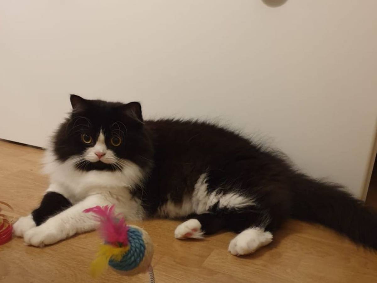 Katze Kleo liegt auf dem Boden.