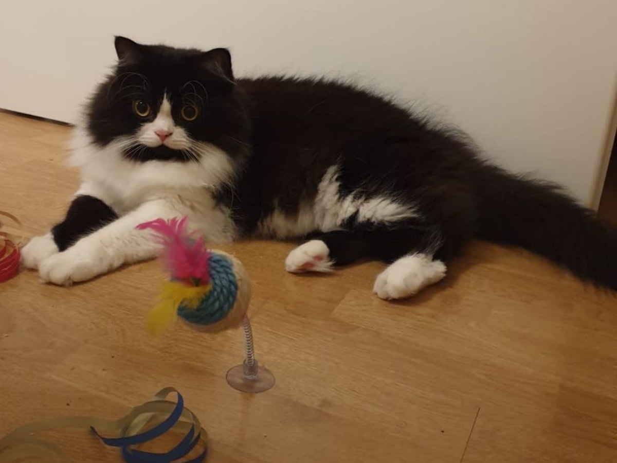 Katze Kleo liegt auf dem Boden.