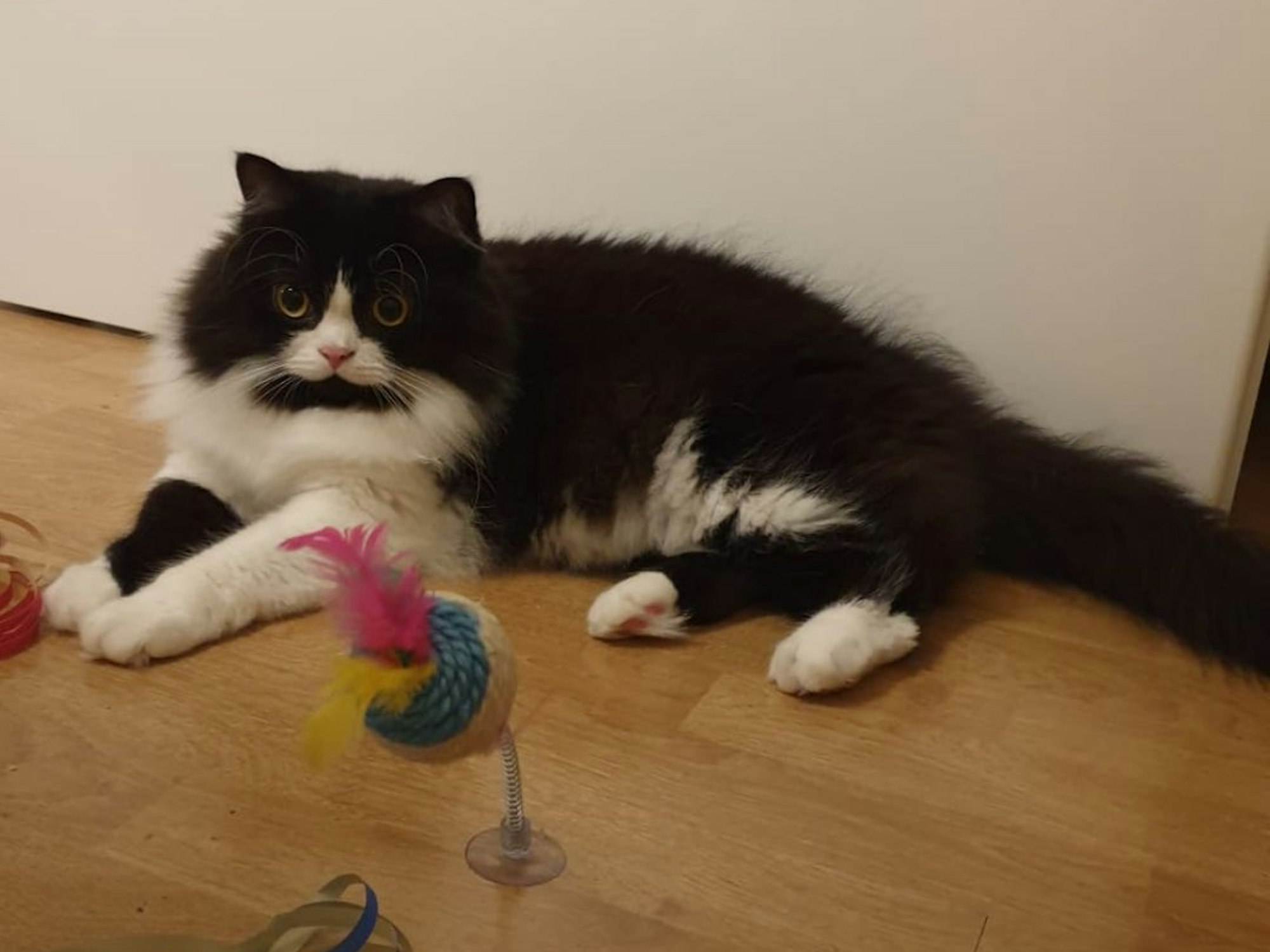 Katze Kleo liegt auf dem Boden.