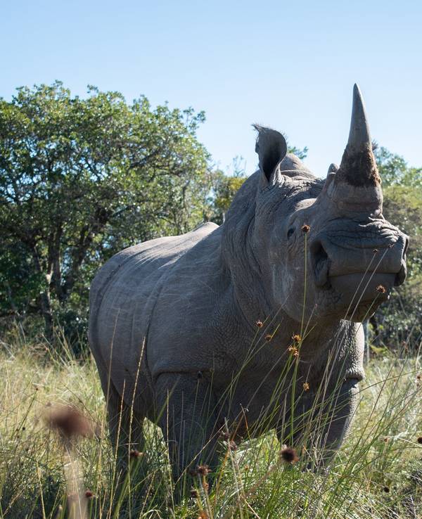 Das undatierte Symbolfoto zeigt ein Nashorn in freier Wildbahn.