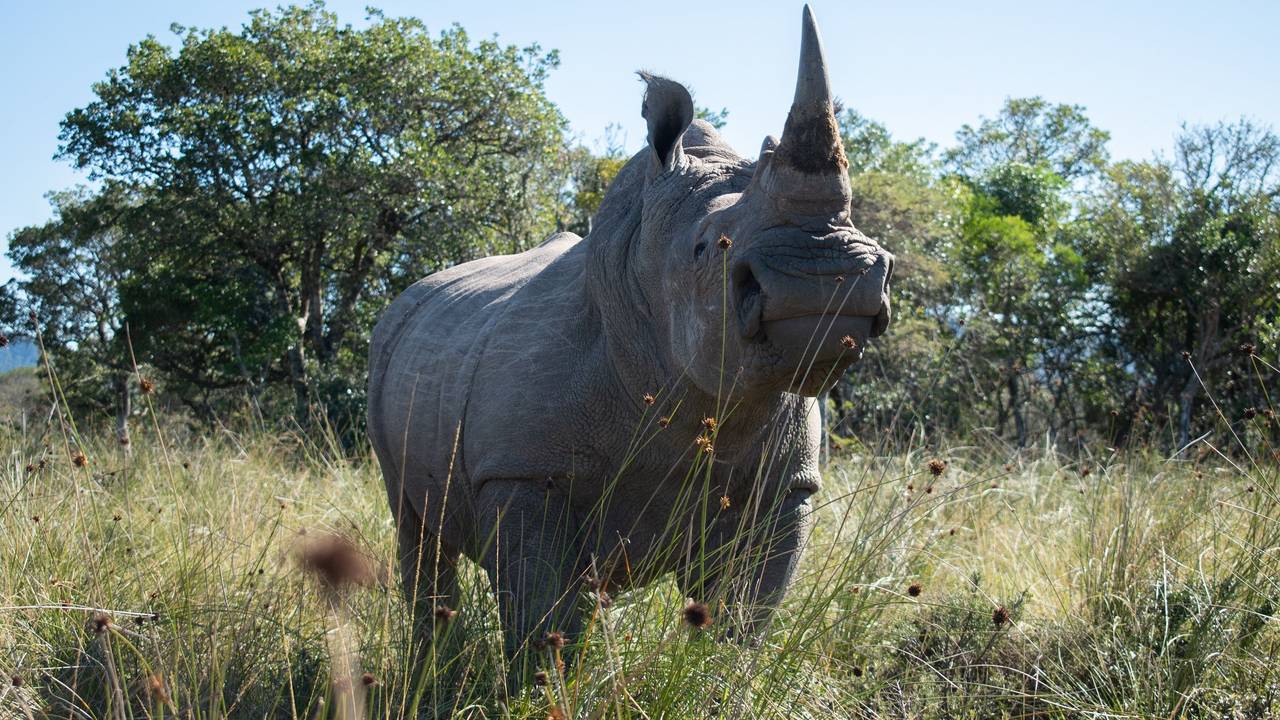Das undatierte Symbolfoto zeigt ein Nashorn in freier Wildbahn.
