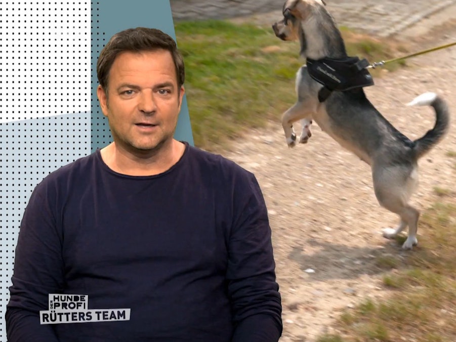 Martin Rütter bewertet das Verhalten von Hündin Emmi.