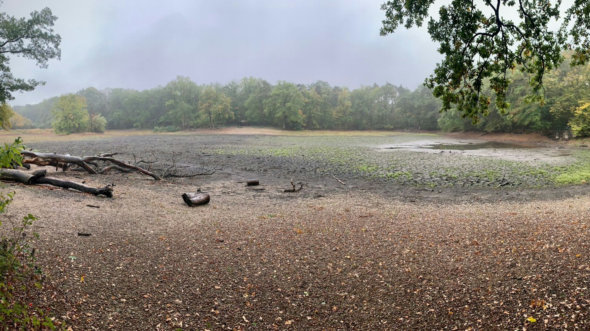 Blick auf den ausgetrockneten Scheuermühlenteich in Köln-Wahnheide.