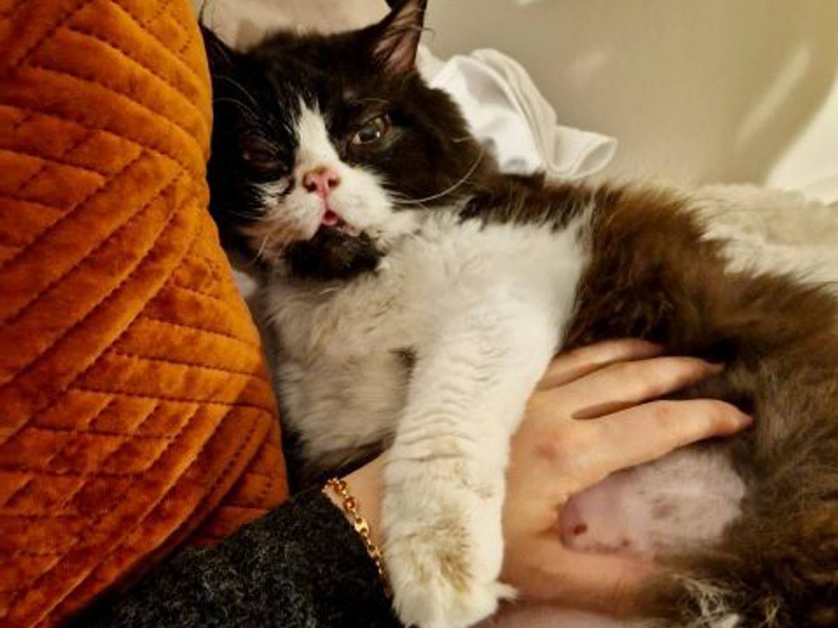 Katze Kleo liegt nach ihrer Tortur auf dem Schoß von Besitzerin Sophia N.