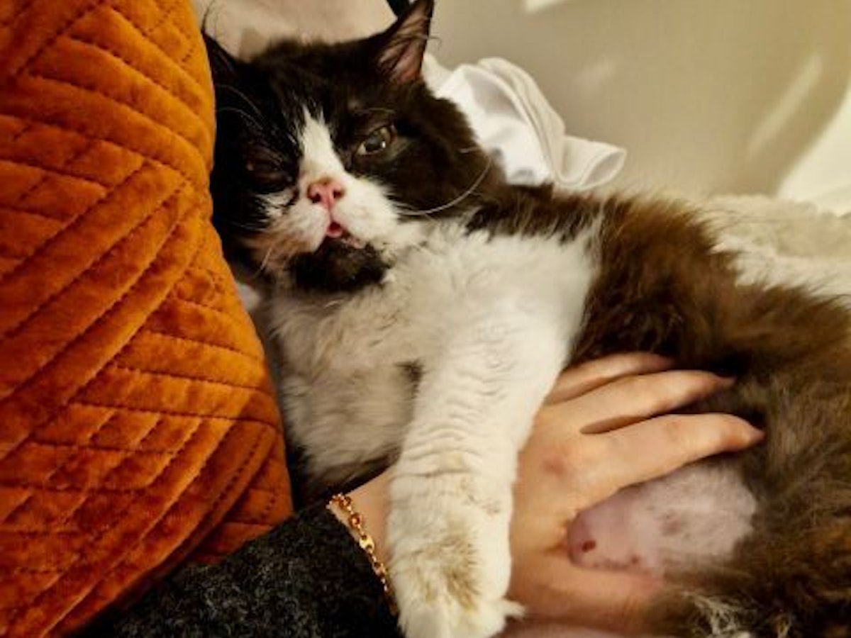 Katze Kleo liegt nach ihrer Tortur auf dem Schoß von Besitzerin Sophia N.