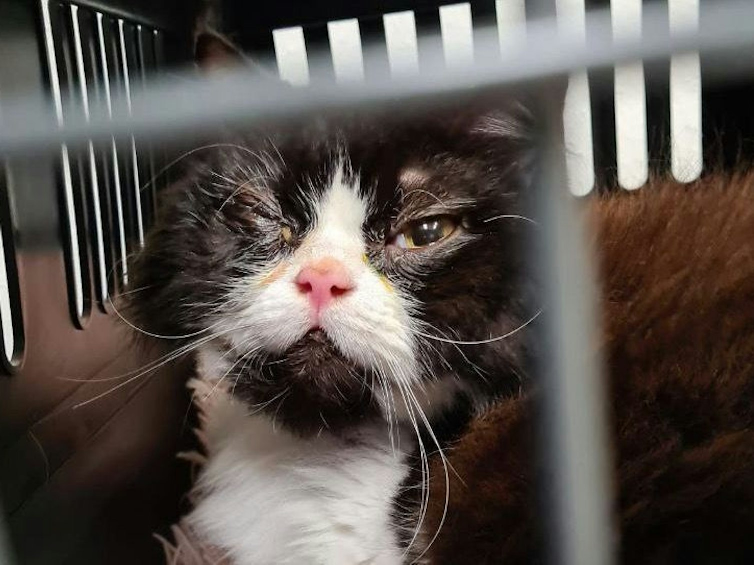 Katze Kleo schaut nach ihren Quälereien in die Kamera.