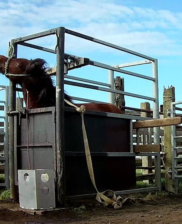 Blutstuten in Island. Ein Tier wurde in einen engen Käfig gesperrt, um ihm Blut zu entnehmen. Die Bilder wurden von Animal Welfare Foundation bereitgestellt