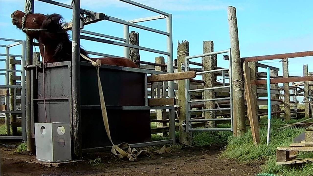 Blutstuten in Island. Ein Tier wurde in einen engen Käfig gesperrt, um ihm Blut zu entnehmen. Die Bilder wurden von Animal Welfare Foundation bereitgestellt