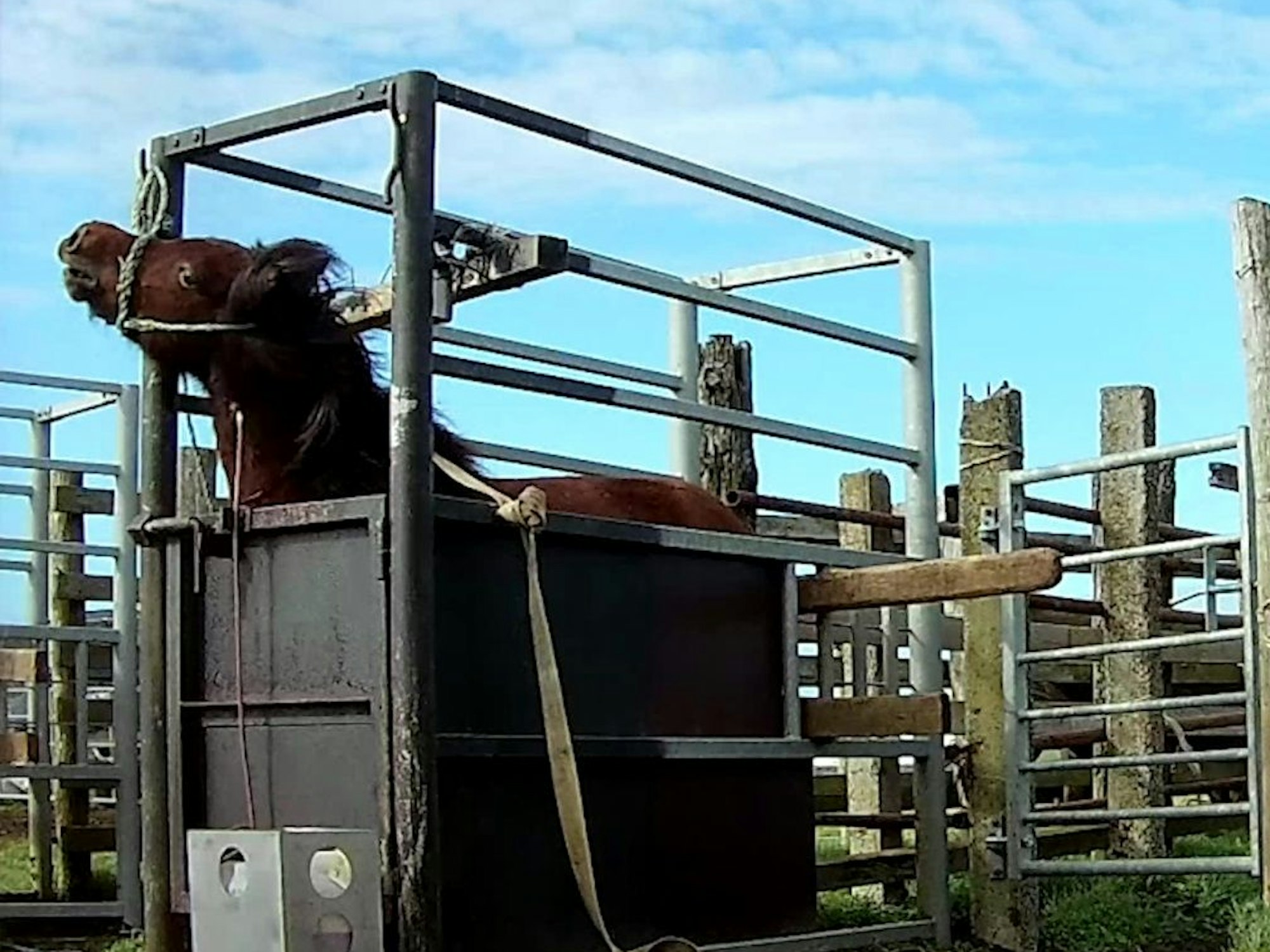 Blutstuten in Island. Ein Tier wurde in einen engen Käfig gesperrt, um ihm Blut zu entnehmen. Die Bilder wurden von Animal Welfare Foundation bereitgestellt