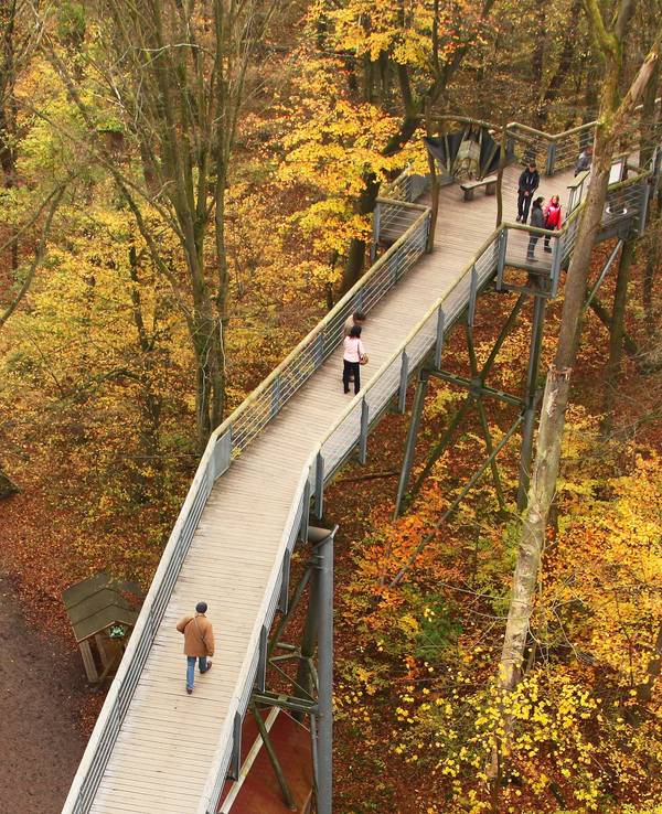 Zwischen den bunten Blättern in den Kronen der Bäume sind im November 2017 im Nationalpark Hainich bei Thiemsburg, nördlich von Eisenach (Thüringen), Besucher auf dem Baumkronenpfad unterwegs.