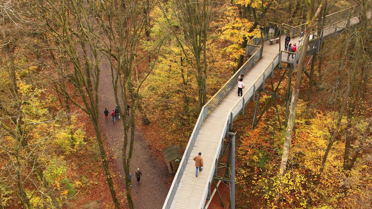 Zwischen den bunten Blättern in den Kronen der Bäume sind im November 2017 im Nationalpark Hainich bei Thiemsburg, nördlich von Eisenach (Thüringen), Besucher auf dem Baumkronenpfad unterwegs.
