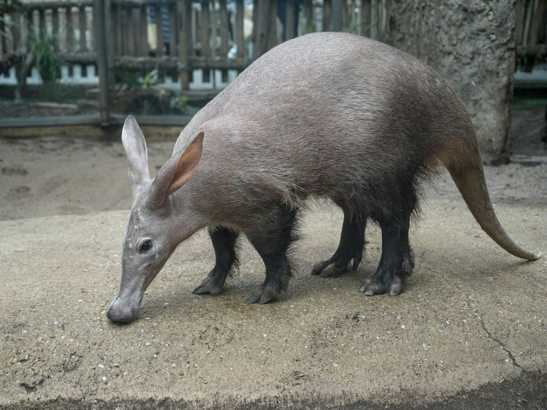 Das Erdferkel Mandela sucht in seinem Gehege im Kölner Zoo nach Nahrung.
