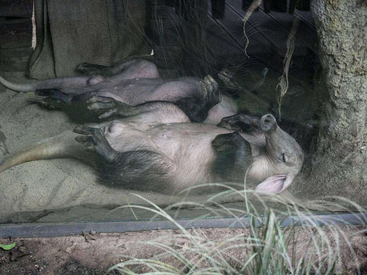 Das Erdferkel Mandela schläft in seinem Gehege gemeinsam mit Himba.