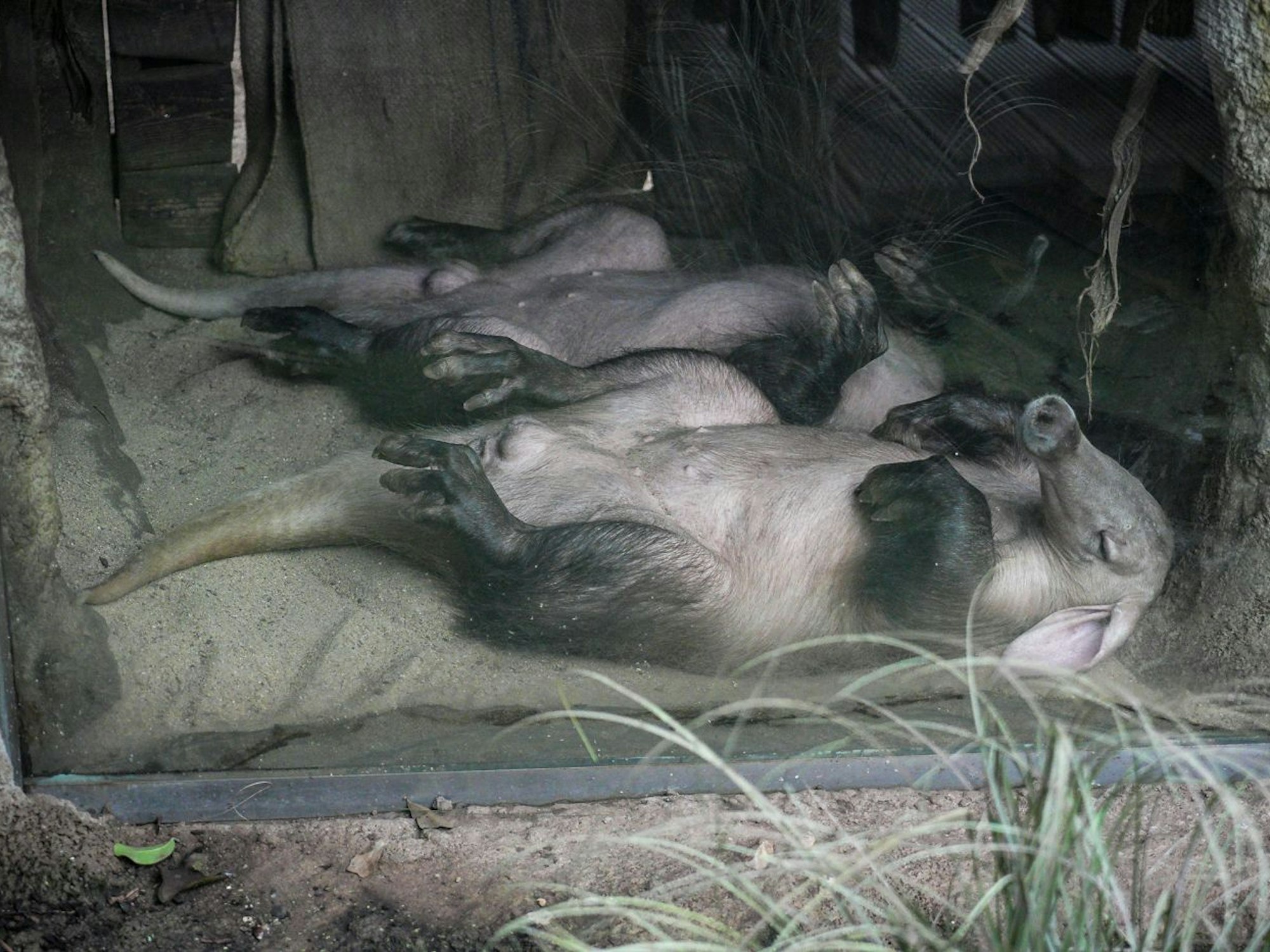 Das Erdferkel Mandela schläft in seinem Gehege gemeinsam mit Himba.