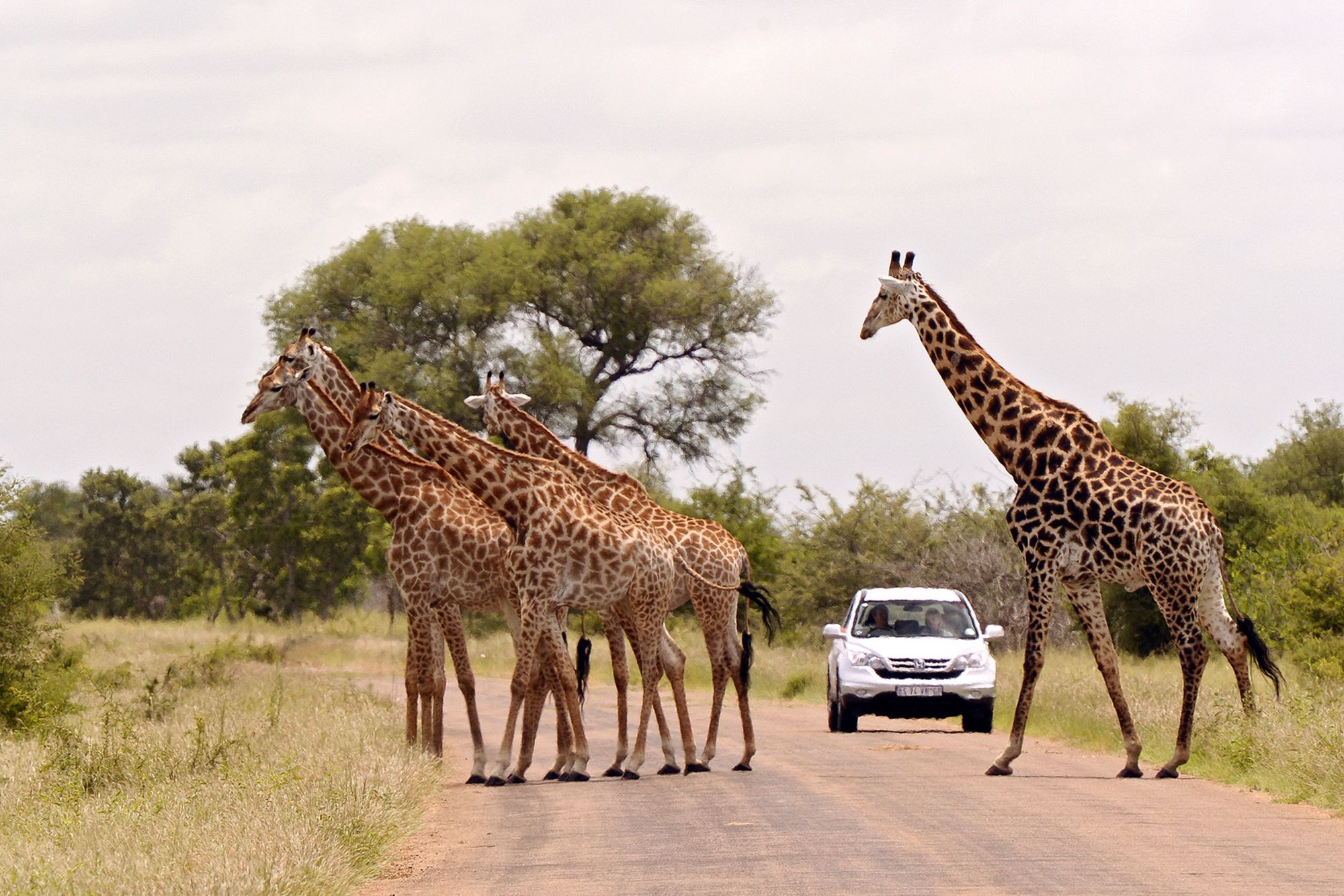 Giraffen im südafrikanischen Krüger-Nationalpark. Dieses Symbolfoto wurde bei einer Safari im Jahr 2016 aufgenommen.
