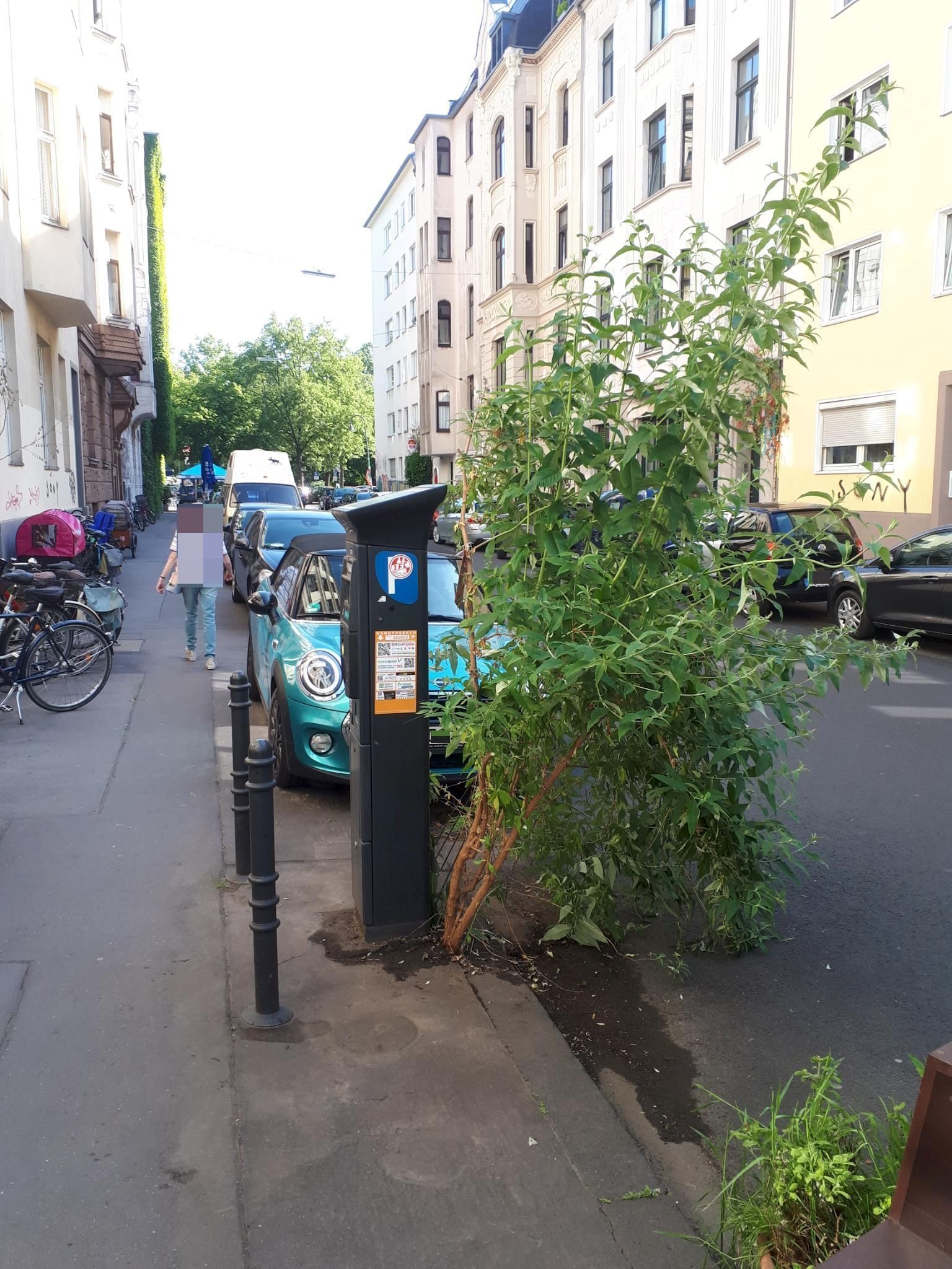 Ein wilder Flieder direkt an einem Parkscheinautomaten.