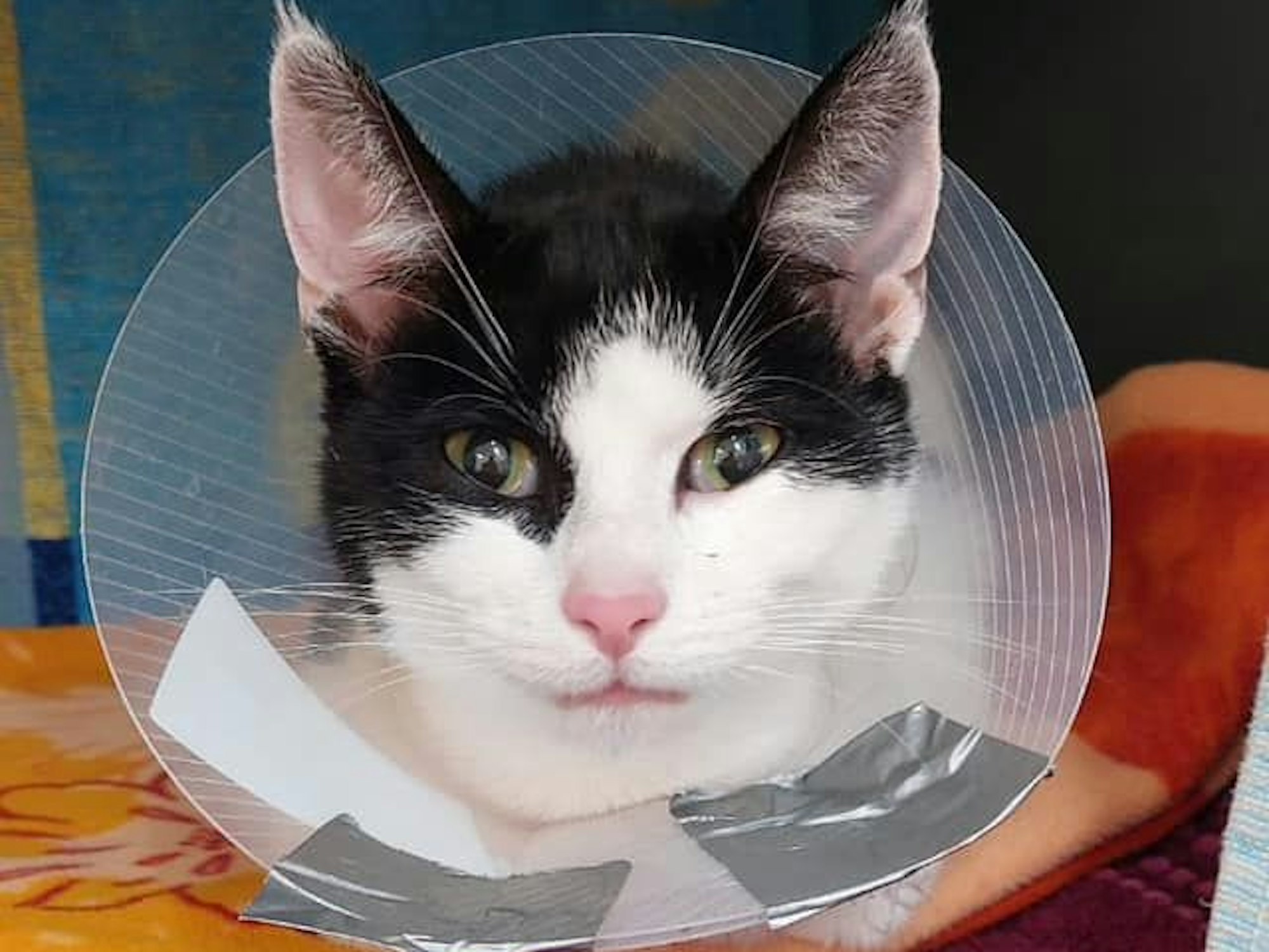 Im Tierheim Troisdorf musste Kater Jack operiert werden, weil sich Fremdkörper in seinem Magen befunden hatten.