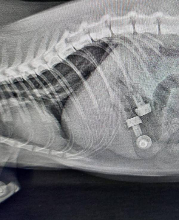 Im Tierheim Troisdorf musste Kater Jack operiert werden, weil sich Fremdkörper in seinem Magen befunden hatten.
