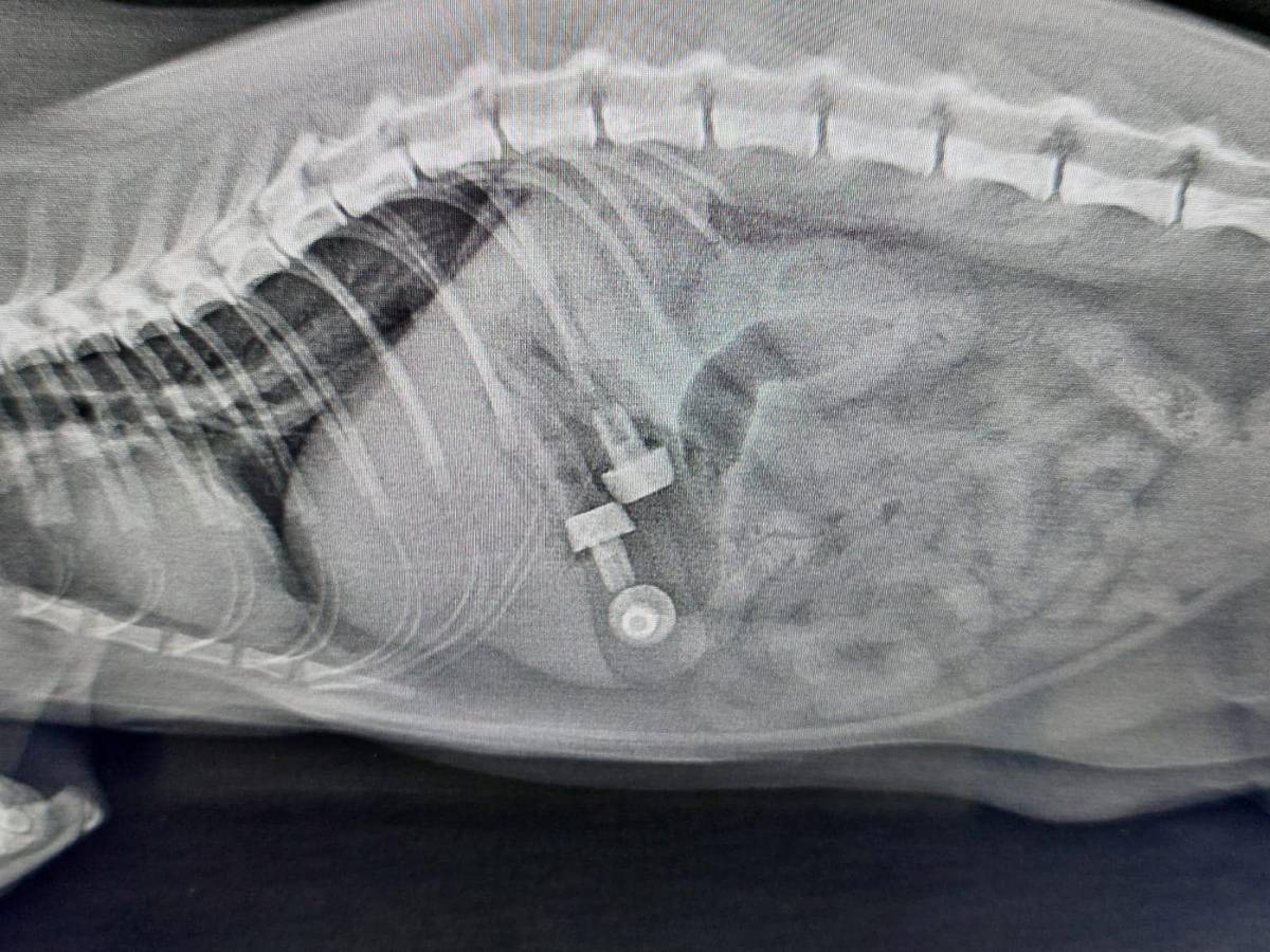 Im Tierheim Troisdorf musste Kater Jack operiert werden, weil sich Fremdkörper in seinem Magen befunden hatten.