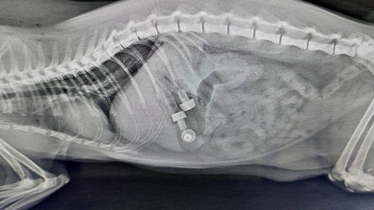 Im Tierheim Troisdorf musste Kater Jack operiert werden, weil sich Fremdkörper in seinem Magen befunden hatten.