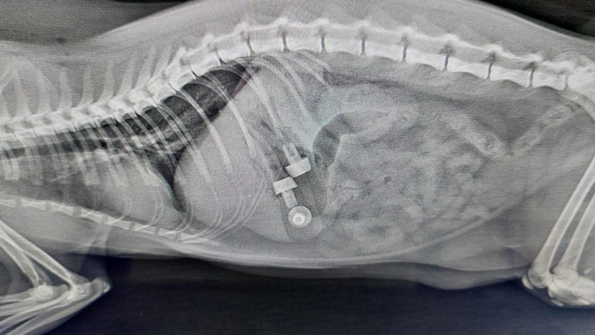 Im Tierheim Troisdorf musste Kater Jack operiert werden, weil sich Fremdkörper in seinem Magen befunden hatten.
