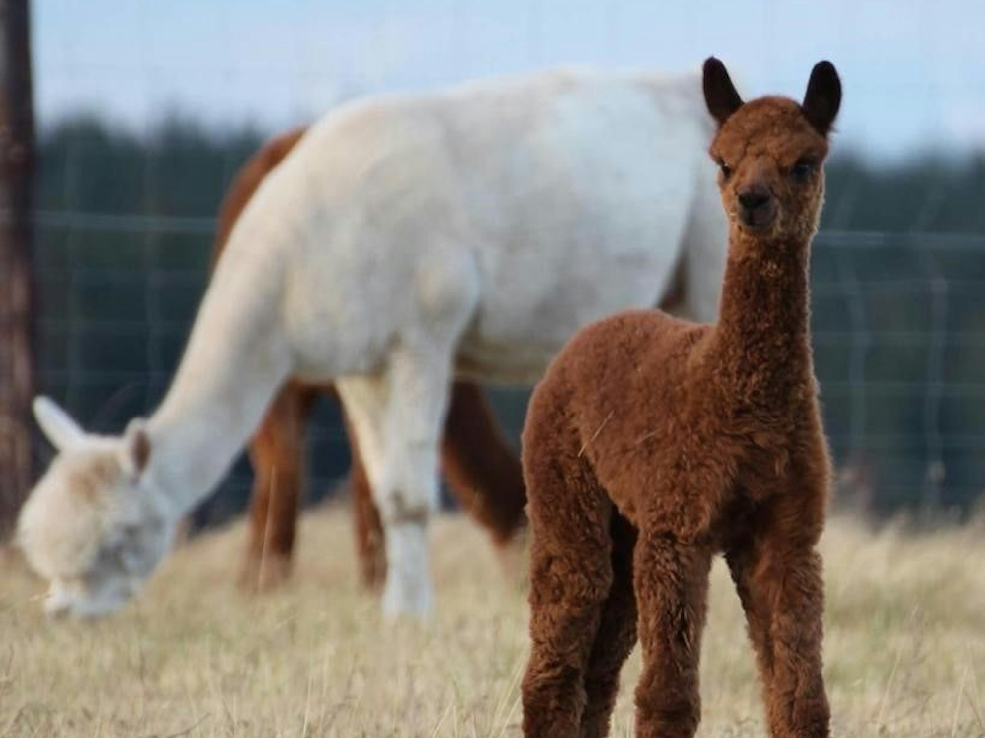 Alpaka Cansu hätte es fast geschafft, dass Irene und Gerd Balter nicht zur Hochzeit ihrer Tochter gekommen wären.