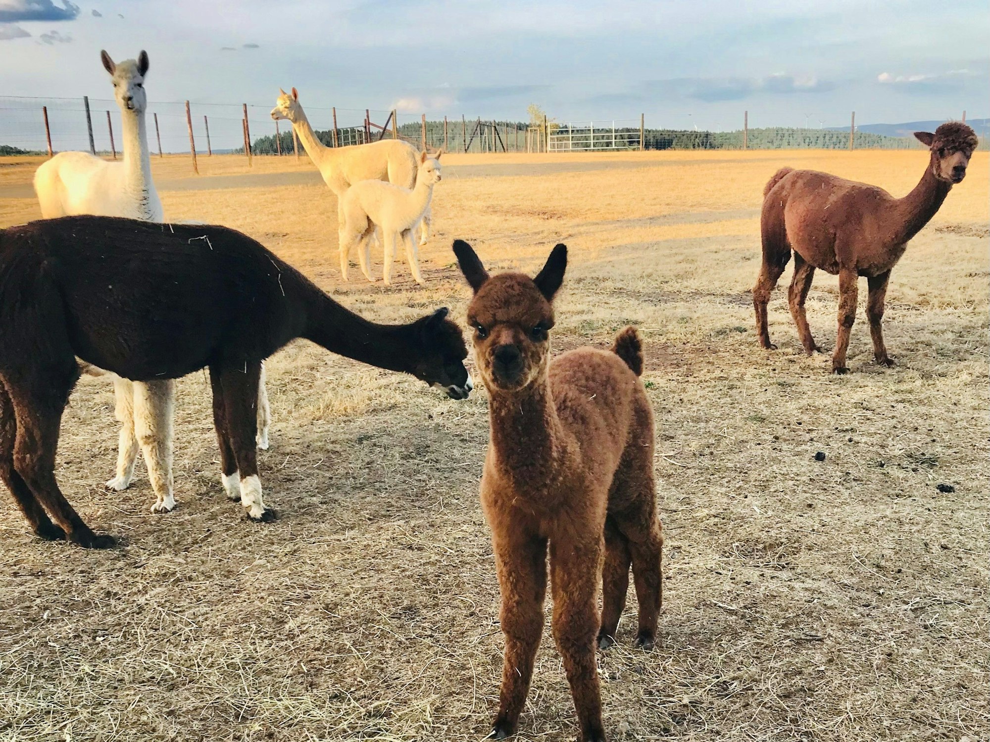 Alpaka Cansu hätte es fast geschafft, dass Irene und GerdBalter nicht zur Hochzeit ihrer Tochter gekommen wären.