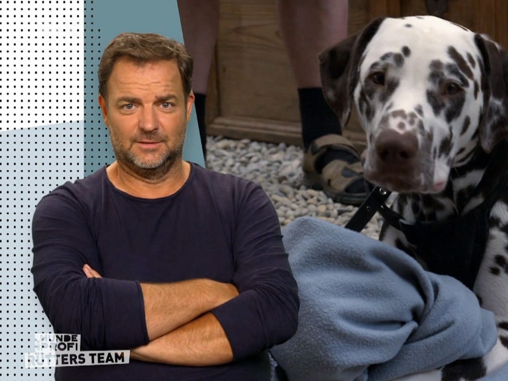 Martin Rütter entsetzt über Halter: "Der Hund ist intelligenter als die Menschen"