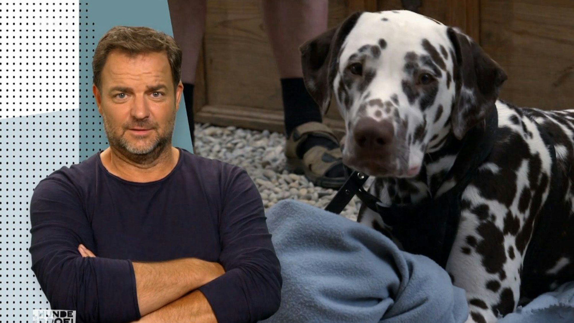 Martin Rütter entsetzt über Halter: "Der Hund ist intelligenter als die Menschen"