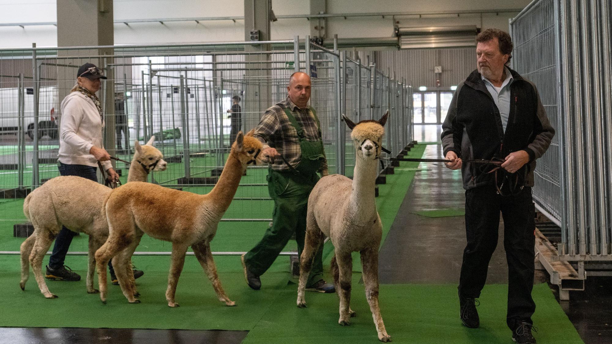 21.10.2022, Baden-Württemberg, Ulm: Herbert Ruch (r-l), Steffen Krämer und Sabine Wedelek führen in einer Messehalle Alpakas an Leinen. Rund 160 Alpakas aus ganz Deutschland werden sich am Wochenende bei einem Wettbewerb in den Kriterien Körperbau, Faserqualität und Auftreten messen.