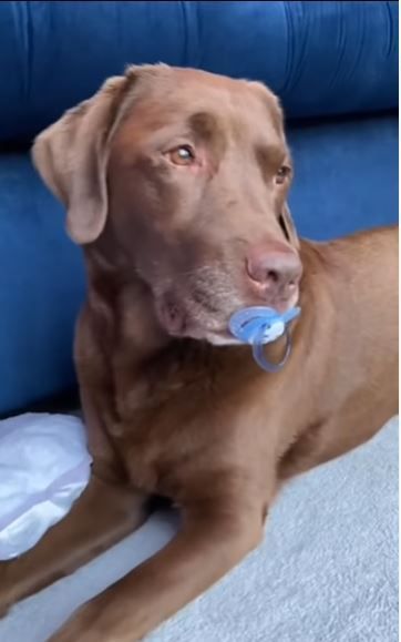 Labrador Ollie hält einen Schnuller in der Schnauze.