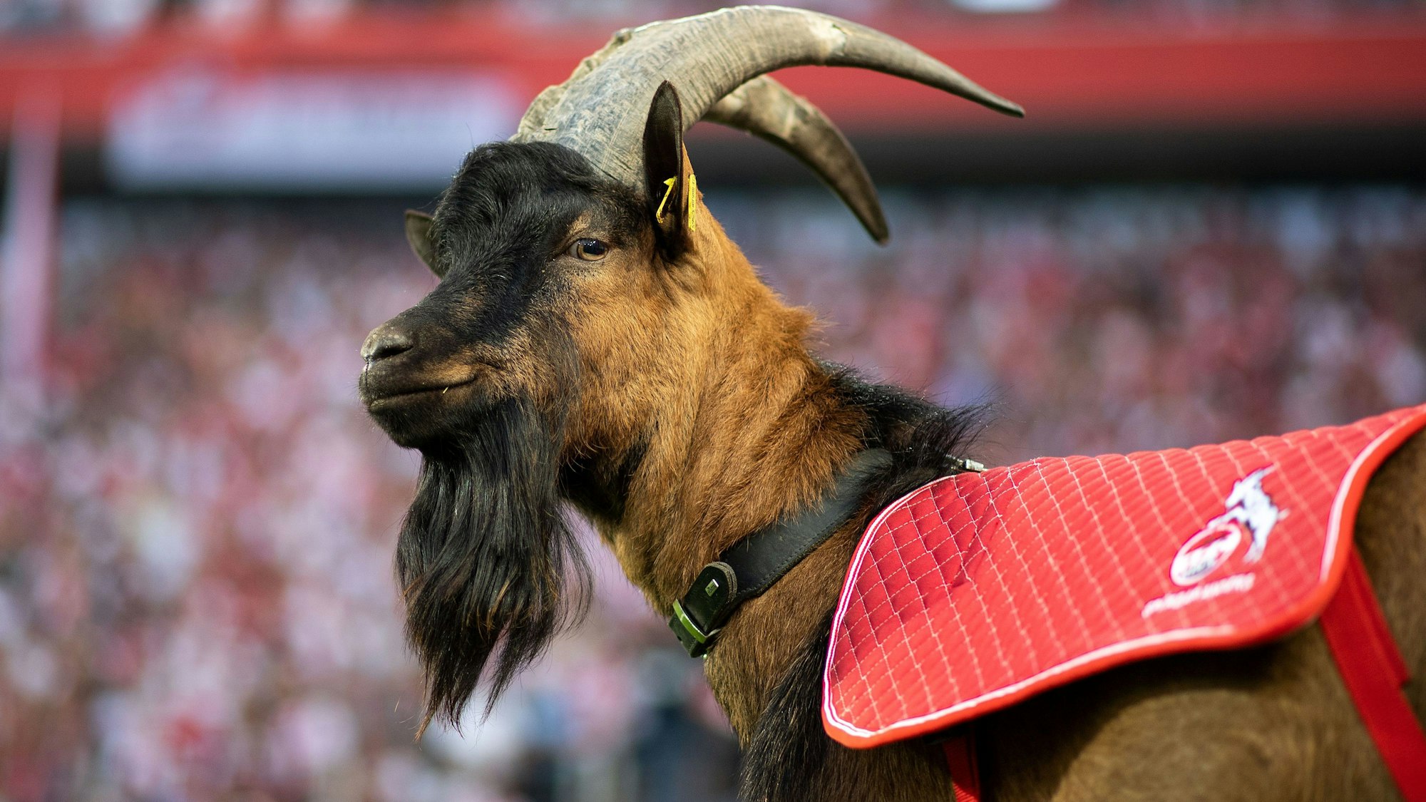 Das Maskottchen des 1. FC Köln: Geißbock Hennes.