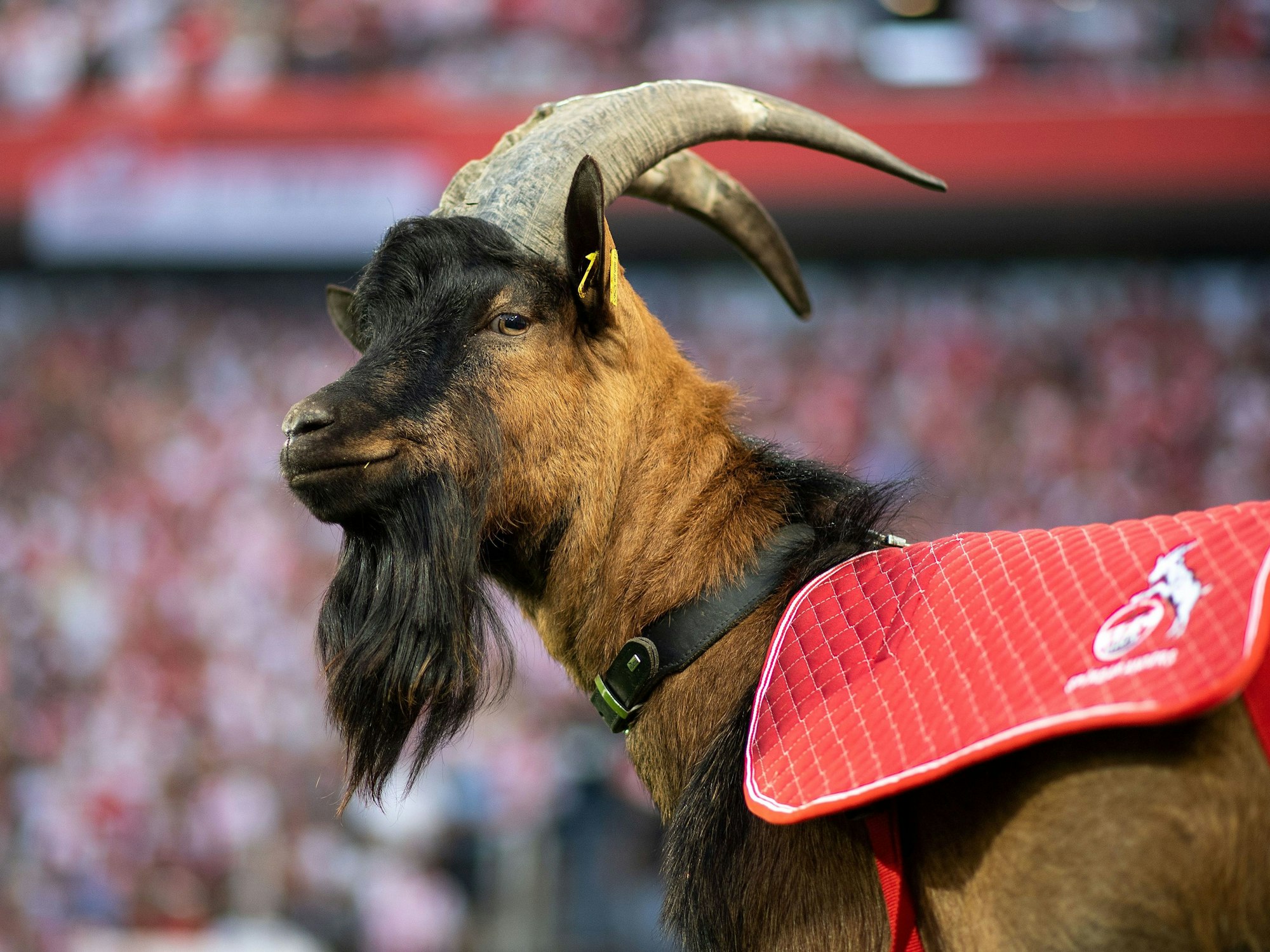 Kölns Maskottchen, Hennes IX, steht am Spielfeldrand.