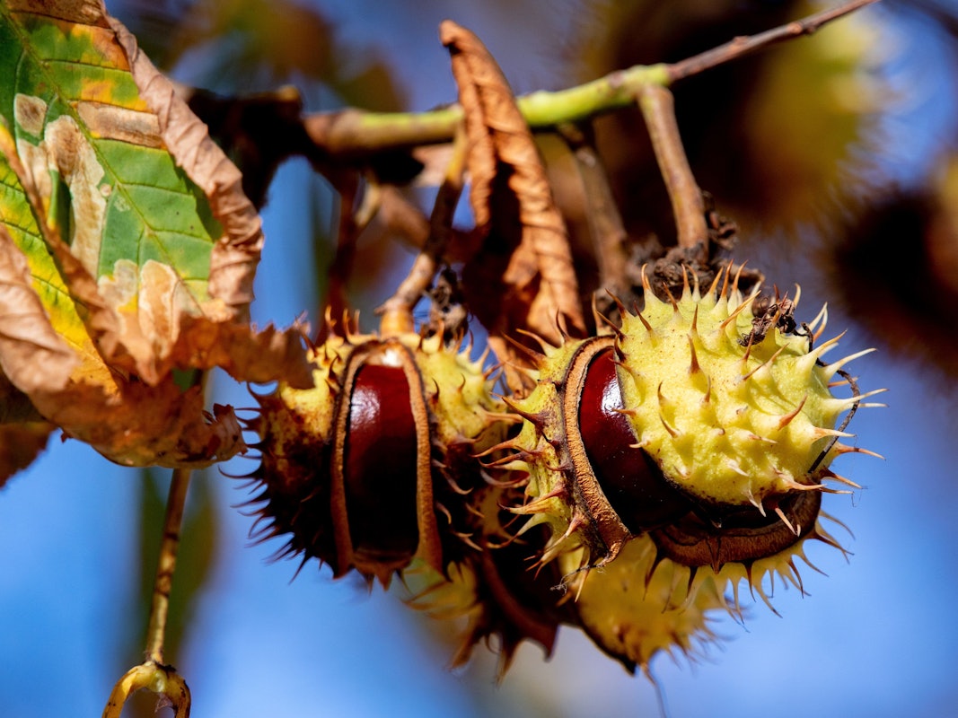 Das Symbolfoto zeigt mehrere Kastanien, deren stachelige grüne Hüllen aufgeplatzt sind. Im Hintergrund sind Äste und blauer Himmel zu sehen.