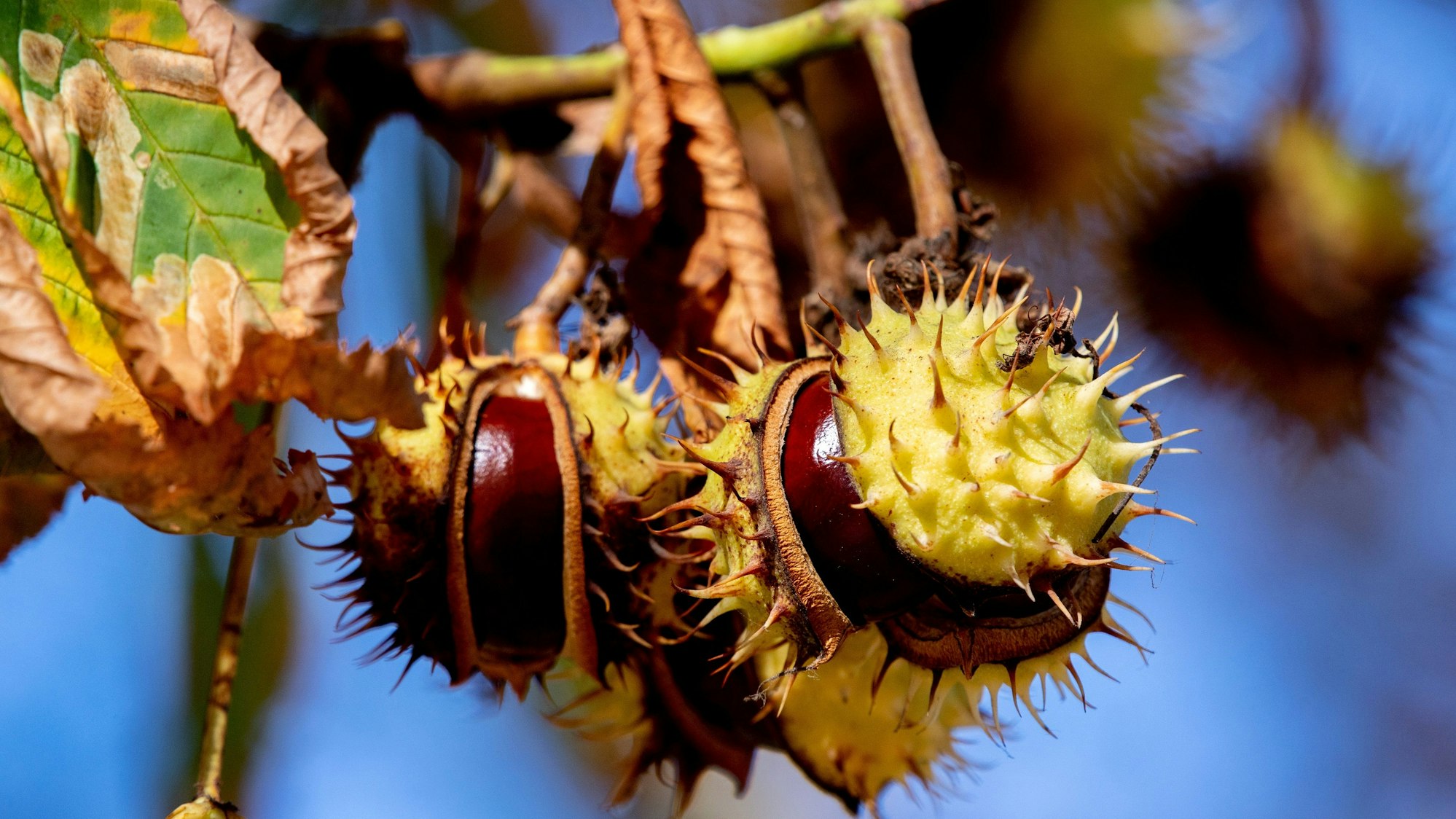 Das Symbolfoto zeigt mehrere Kastanien, deren stachelige grüne Hüllen aufgeplatzt sind. Im Hintergrund sind Äste und blauer Himmel zu sehen.