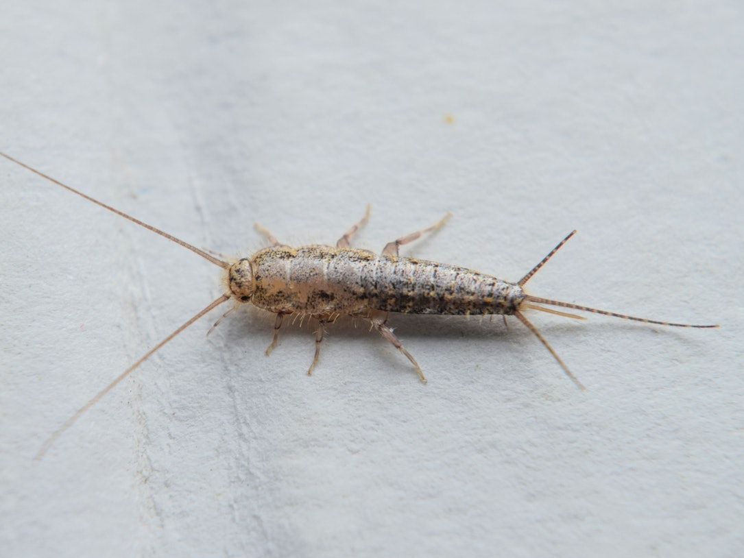 So leicht können Sie Silberfische bekämpfen.