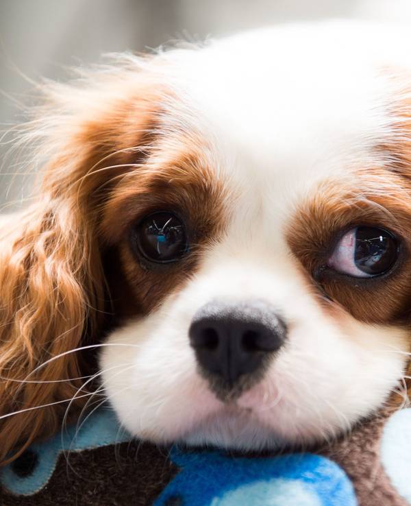 Ein Cavalier King Charles Spaniel blickt traurig drein.