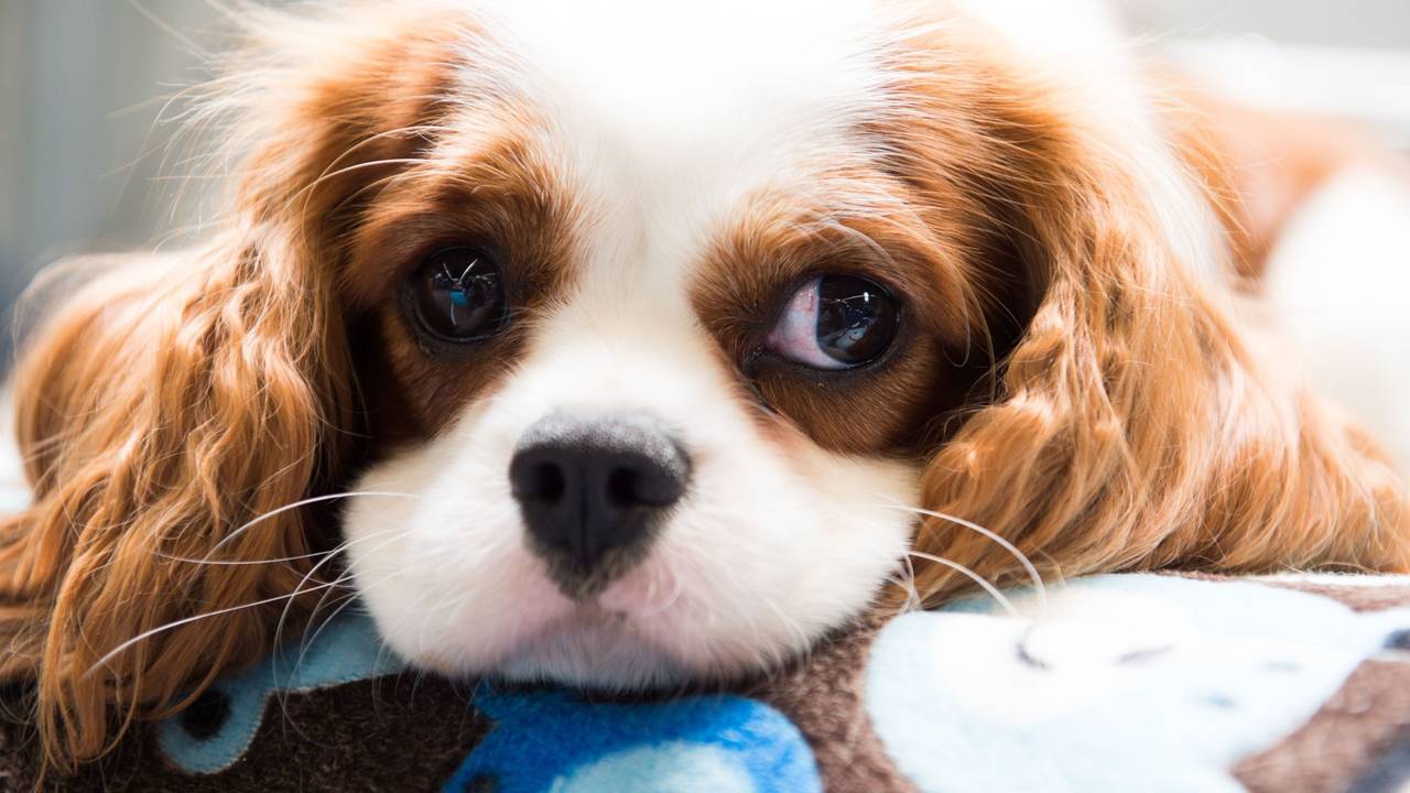 Ein Cavalier King Charles Spaniel blickt traurig drein.