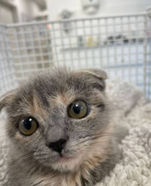 Katze "Fräulein Firlefanz" hat verkrüppelte Ohren.